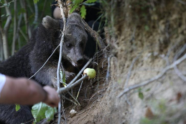 Rize'de domuzlara karşı kurulan tuzağa takılan yavru ayı kurtarıldı G4