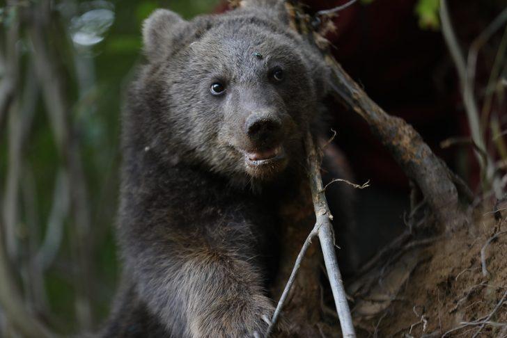 Rize'de domuzlara karşı kurulan tuzağa takılan yavru ayı kurtarıldı G5