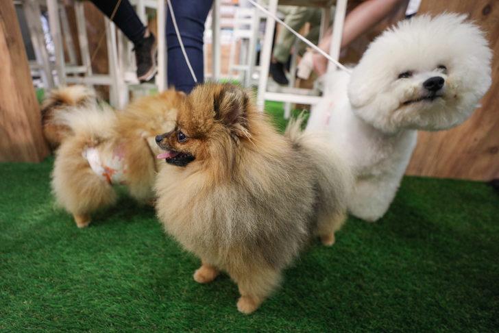 Uluslararası İzmir Evcil Hayvan Ürünleri Fuarı açıldı G5