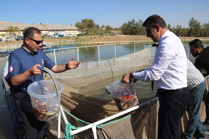 Şanlıurfa'da üretilen 30 milyon yavru balık, 9 kentteki su kaynaklarına bırakılacak G3