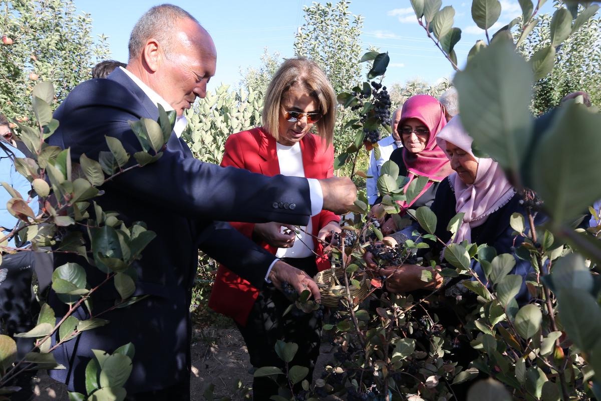 Nevşehir'de aronya hasadı yapıldı