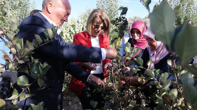 Nevşehir'de aronya hasadı yapıldı