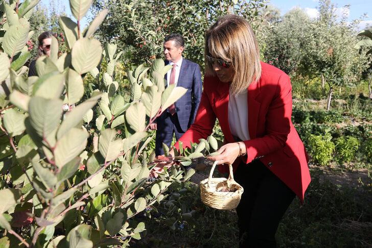 Nevşehir'de aronya hasadı yapıldı G2