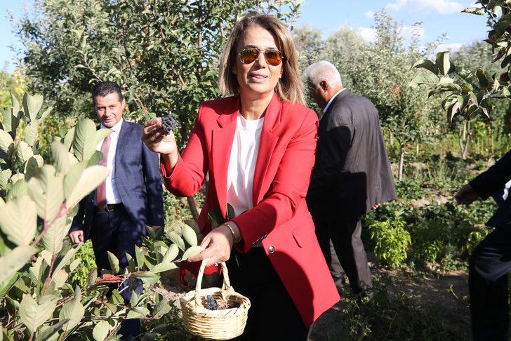 Nevşehir'de aronya hasadı yapıldı G3