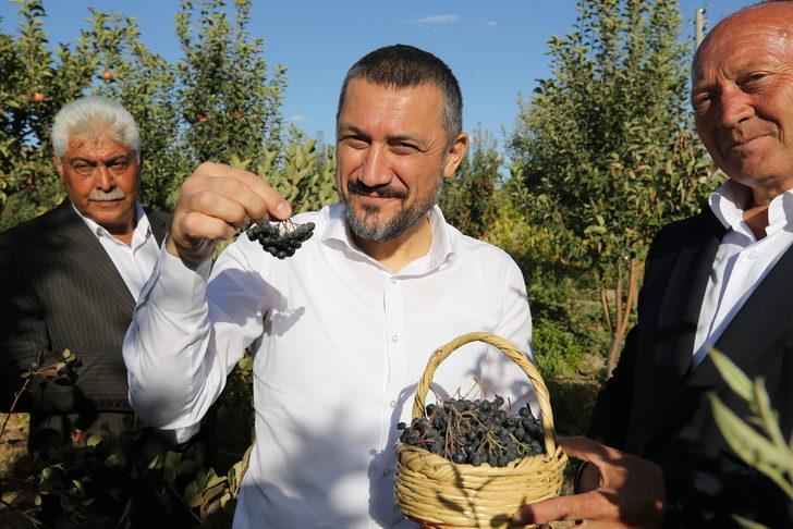 Nevşehir'de aronya hasadı yapıldı G4