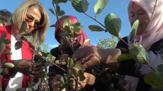 Deneme amaçlı başlamıştı! Süper meyve olarak biliniyor... Hasadı yapıldı