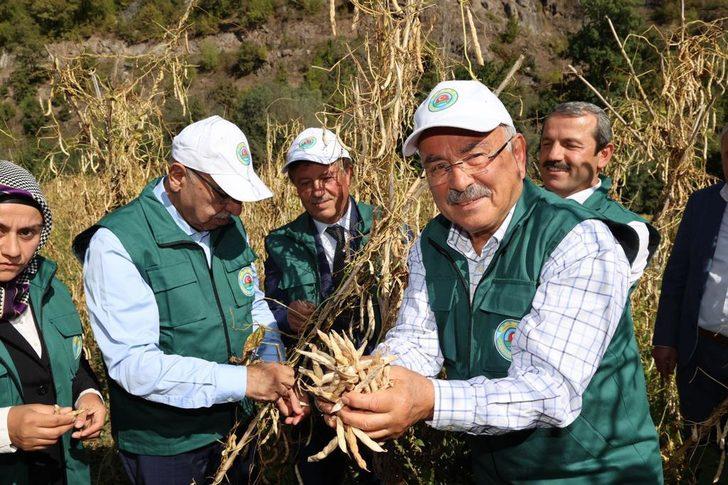 Tescilli Akkuş şeker fasulyesi törenle hasat edildi G4