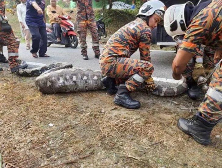 77 kilogram ağırlığında ve 6 metre uzunluğunda devasa piton, keçiyi bütün olarak yuttuktan sonra yakalandı! Karnı açılınca... G1