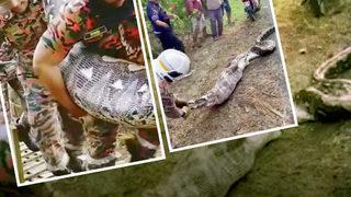 77 kilogram ağırlığında ve 6 metre uzunluğunda devasa piton, keçiyi bütün olarak yuttuktan sonra yakalandı! Karnı açılınca...