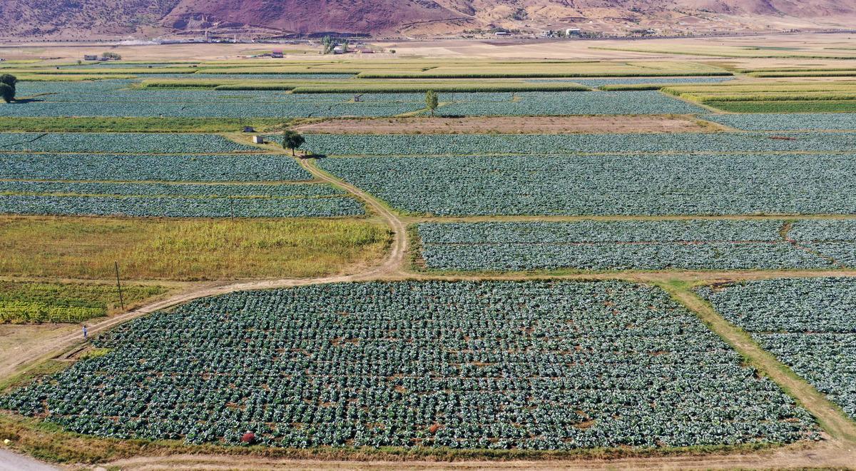 Muş'ta lahana &uuml;retiminden 35 milyon lira gelir bekleniyor