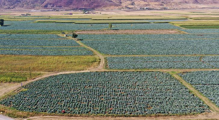 Muş'ta lahana üretiminden 35 milyon lira gelir bekleniyor G1