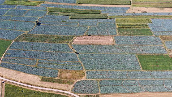 Muş'ta lahana üretiminden 35 milyon lira gelir bekleniyor G2