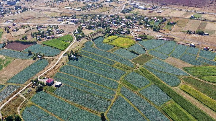 Muş'ta lahana üretiminden 35 milyon lira gelir bekleniyor G3