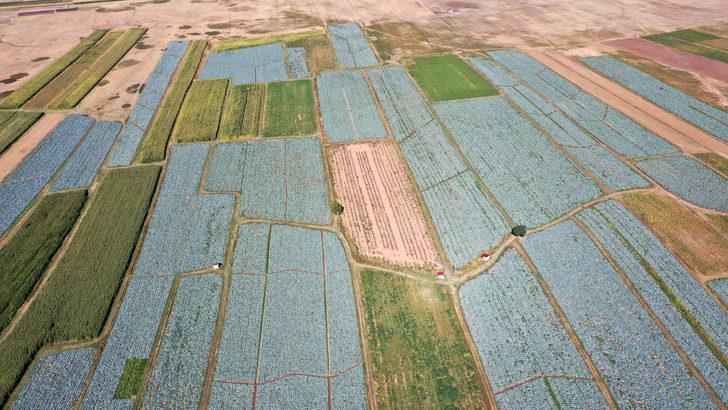 Muş'ta lahana üretiminden 35 milyon lira gelir bekleniyor G4