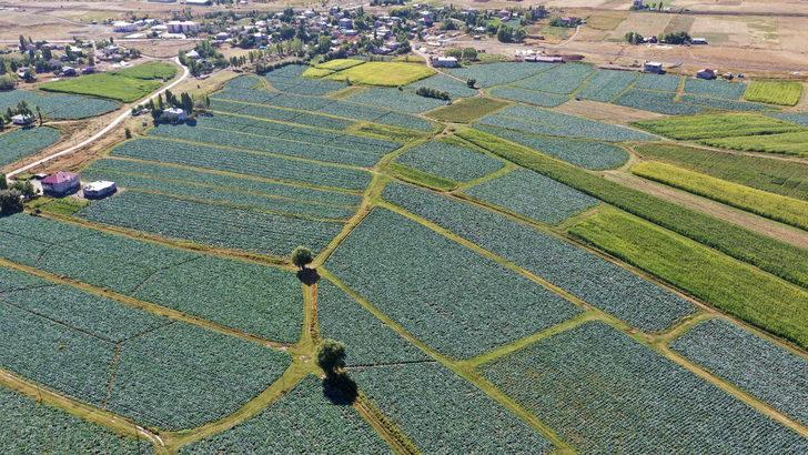 Muş'ta lahana üretiminden 35 milyon lira gelir bekleniyor G5