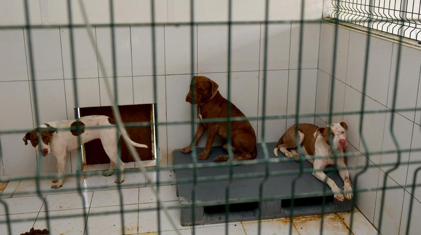 Antalya'da barınağa giren 3 pitbull cinsi köpek 12 kediyi telef etti