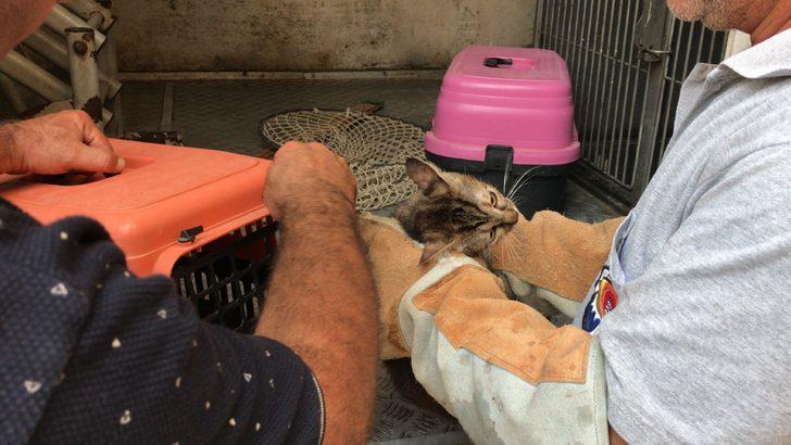 Adana'da çöp evde bulunan 5 kedi korumaya alındı G2