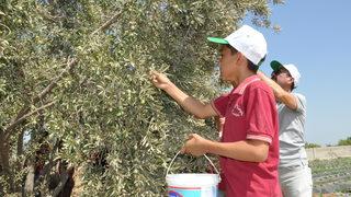 Mersin'de öğrenciler hasat ettikleri zeytinlerle okullarının ihtiyaçlarını karşılayacak