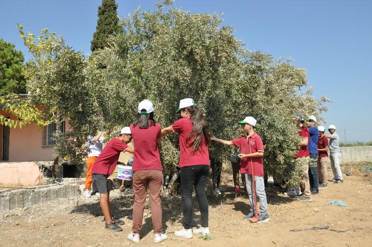 Mersin'de öğrenciler hasat ettikleri zeytinlerle okullarının ihtiyaçlarını karşılayacak G2