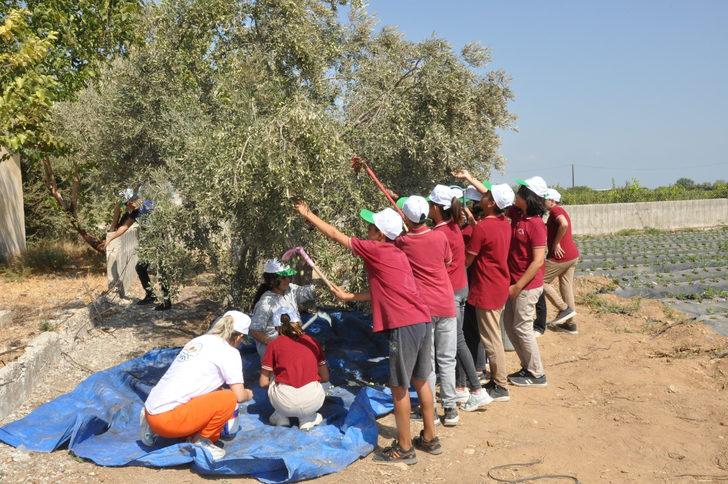 Mersin'de öğrenciler hasat ettikleri zeytinlerle okullarının ihtiyaçlarını karşılayacak G3