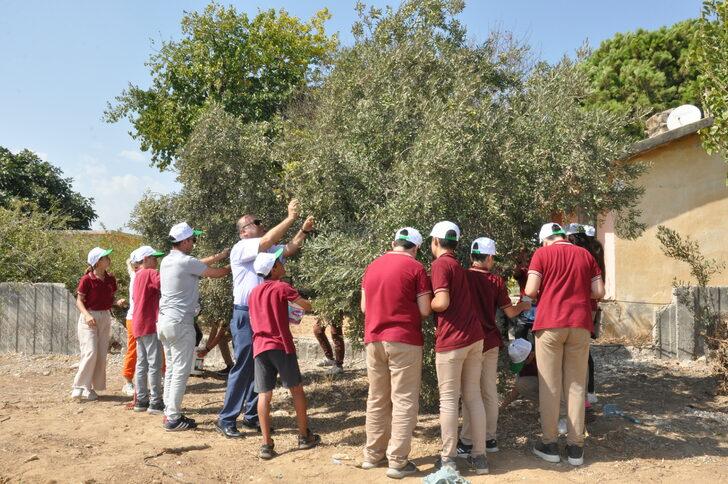 Mersin'de öğrenciler hasat ettikleri zeytinlerle okullarının ihtiyaçlarını karşılayacak G4