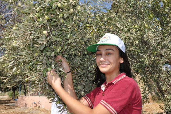 Mersin'de öğrenciler hasat ettikleri zeytinlerle okullarının ihtiyaçlarını karşılayacak G5