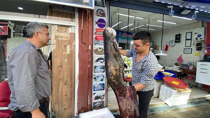 Tekirdağ'da oltayla 70 kilogram ağırlığında yayın balığı tutuldu G2