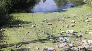 Edirne'de vatandaşlar çöple kaplanan derenin temizlenmesini istiyor