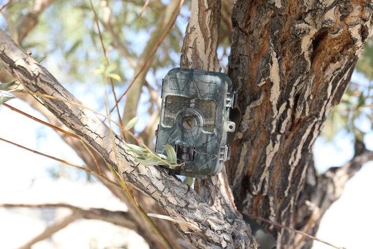 Van'da vurulmuş halde bulunan çizgili sırtlanın görüldüğü bölge fotokapanla izlenecek G5