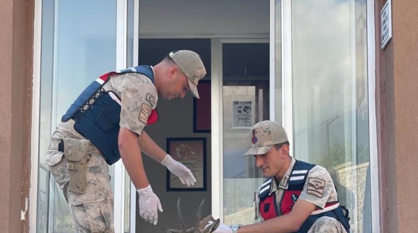 Hatay'da jandarmanın bitkin bulduğu dağ keçisi tedaviye alındı