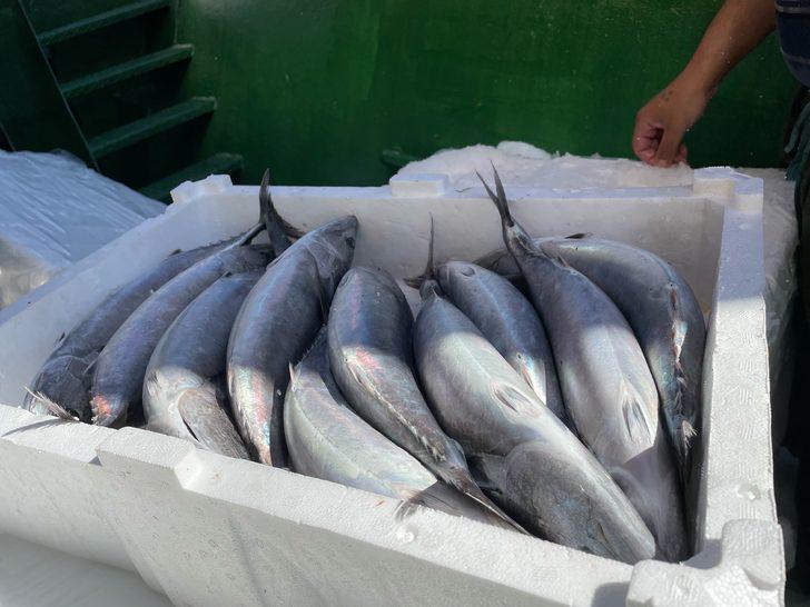 Amasra'da balıkçılar, limana palamut dolu kasalarla döndü G2
