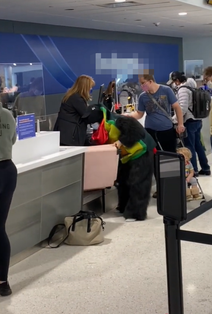 Sosyal medyada gündem oldu! Ek bagaj ücreti vermek istemeyen yolcu bütün valizini üzerine giydi