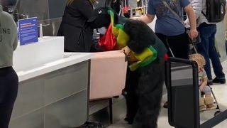 Sosyal medyada gündem oldu! Ek bagaj ücreti vermek istemeyen yolcu bütün valizini üzerine giydi