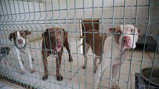 Kan donduran vahşet! Belediyenin kedi evine giren 3 pitbull, 12 kediyi parçaladı