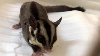 İstanbul'da ticareti yasak iki uçan sincap ele geçirildi