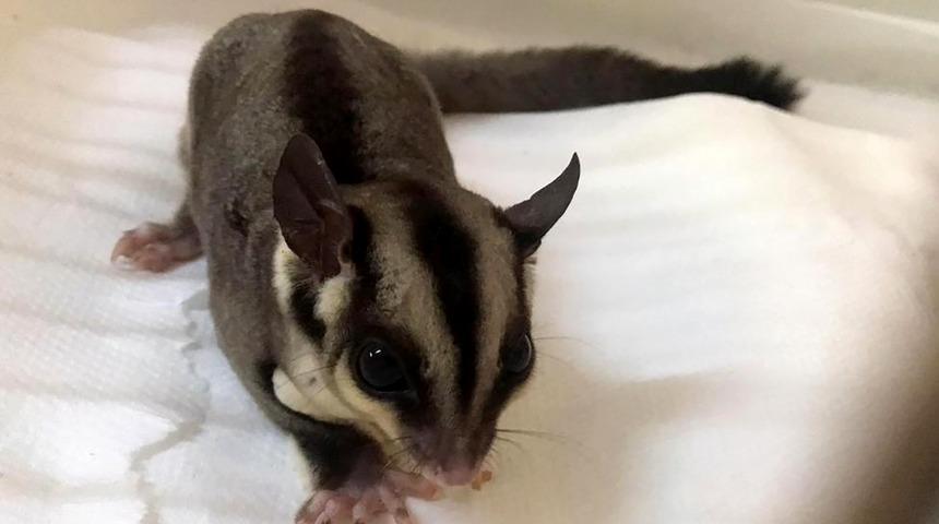 İstanbul'da ticareti yasak iki uçan sincap ele geçirildi