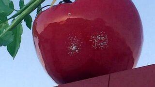 Burdur'da domates simgesine silahlı saldırı