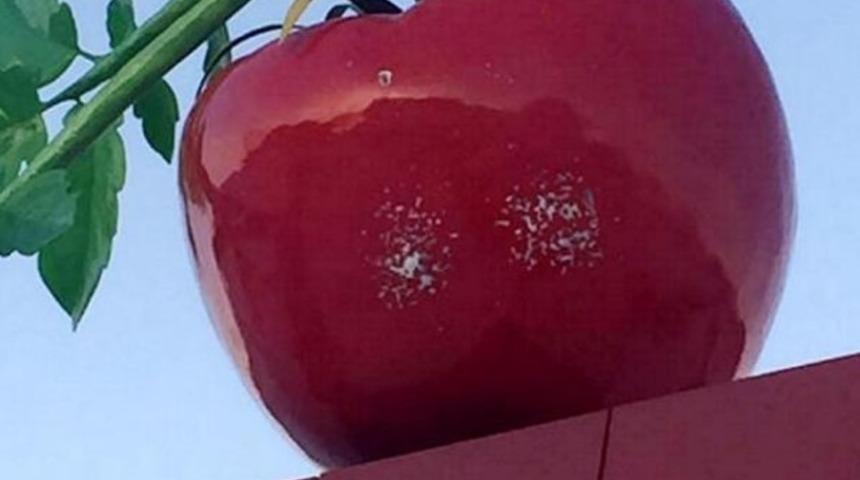 Burdur'da domates simgesine silahlı saldırı