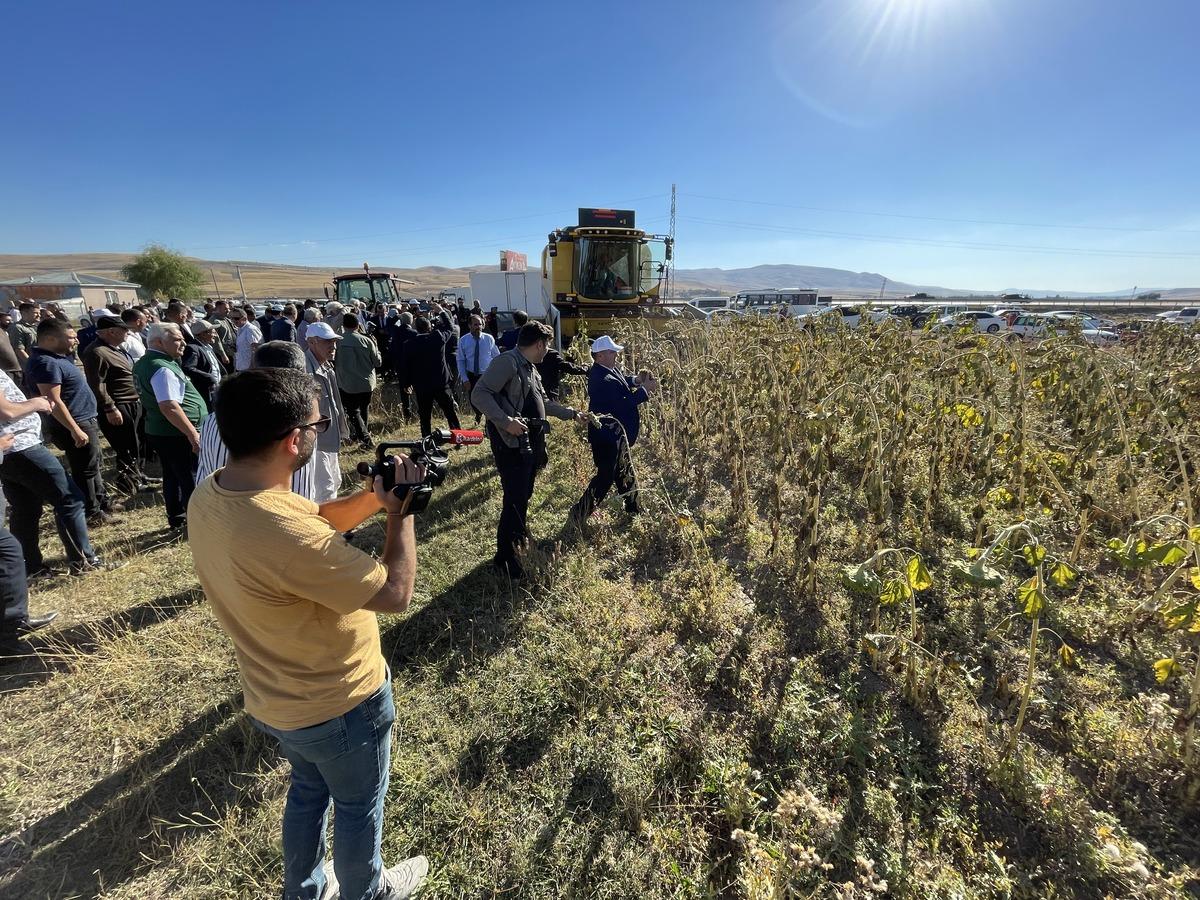 Erzurum'un 2300 rakımlı Daphan Ovası'nda ay&ccedil;i&ccedil;eği hasadına başlandı