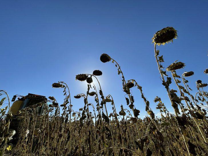 Erzurum'un 2300 rakımlı Daphan Ovası'nda ayçiçeği hasadına başlandı G3