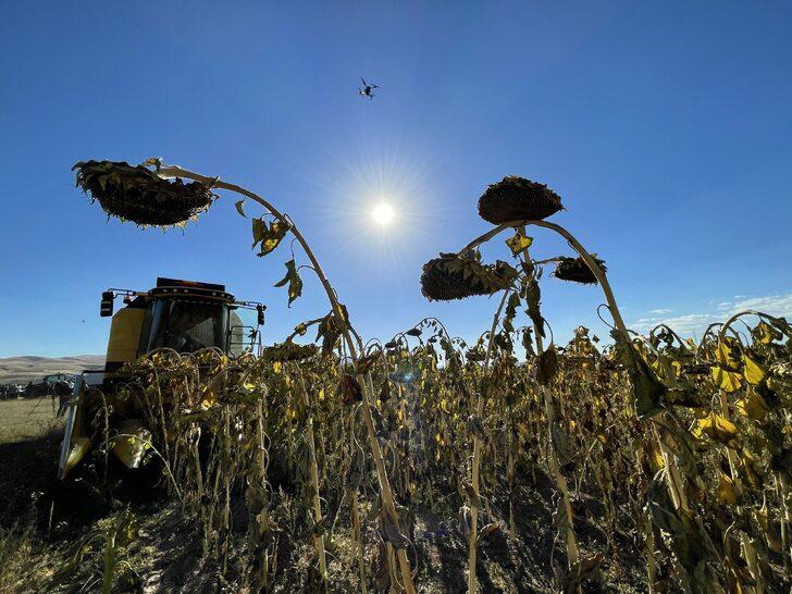 Erzurum'un 2300 rakımlı Daphan Ovası'nda ayçiçeği hasadına başlandı G5