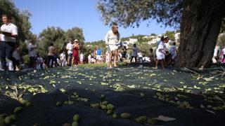 Muğla'daki 5. Zeytin Hasadı etkinliğinde tatilciler 700 yıllık ağaçlardan zeytin topladı