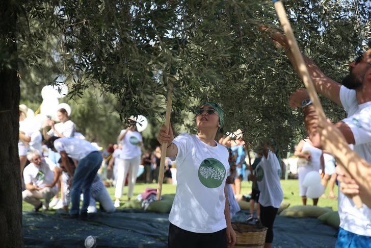Muğla'daki 5. Zeytin Hasadı etkinliğinde tatilciler 700 yıllık ağaçlardan zeytin topladı G2