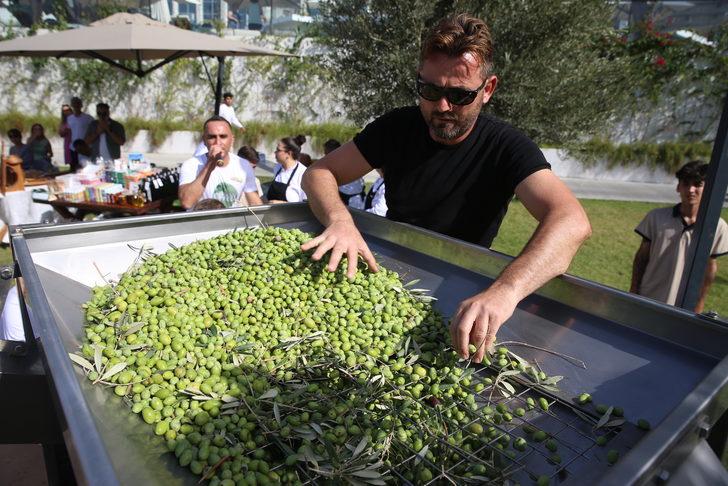 Muğla'daki 5. Zeytin Hasadı etkinliğinde tatilciler 700 yıllık ağaçlardan zeytin topladı G4