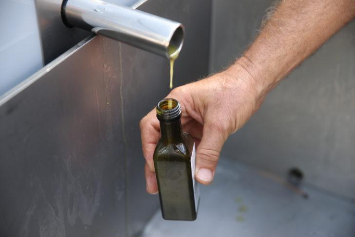 Muğla'daki 5. Zeytin Hasadı etkinliğinde tatilciler 700 yıllık ağaçlardan zeytin topladı G5