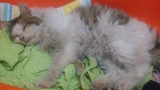 Manisa'da bu sefer de 'kediye tecavüz' iddiası