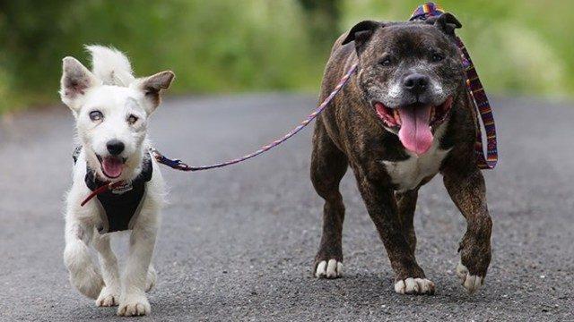 Buzz ile Glen'in inanılmaz hikayesi