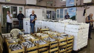 Bandırma Su Ürünleri Hali'nde sezonun ilk ayı palamut bolluğuyla geçti