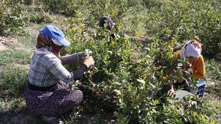 Tekirdağ'da süper meyve aronyanın hasadına başlandı