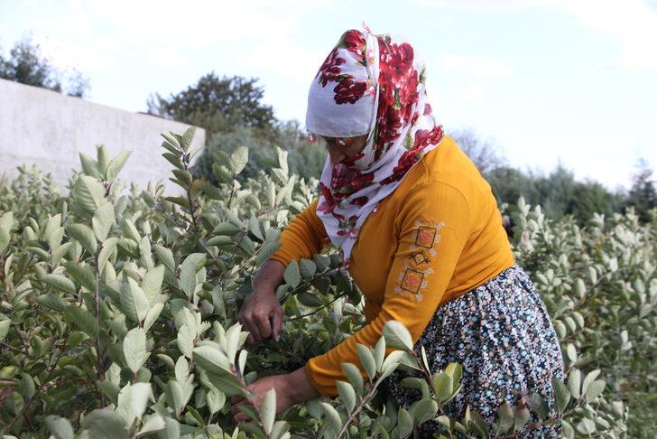 Tekirdağ'da "süper meyve" aronyanın hasadına başlandı G2